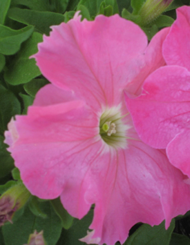 Петуния гибридная крупноцветковая 'Дримс Пинк' (светло-розовая)