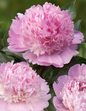 Пион травянистый молочноцветковый 'Энджел Чикс', розовый