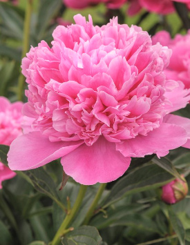 Пион травянистый молочноцветковый 'Альберт Крусс', светло-розовый