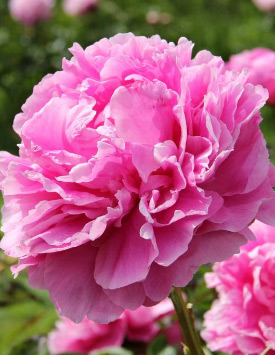 Пион травянистый молочноцветковый 'Александр Флеминг', розовый