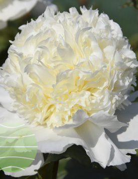 Пион травянистый молочноцветковый 'Чарльз Уайт', белый