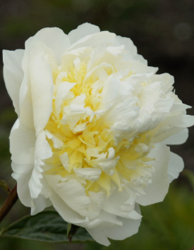 Пион травянистый молочноцветковый 'Чеддер Чиз', бело-желтый