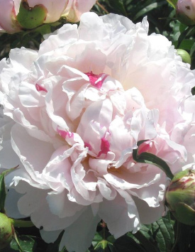 Пион травянистый молочноцветковый 'Чинук', светло-розовый
