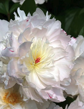 Пион травянистый молочноцветковый 'Маршмэллоу Пафф', белый