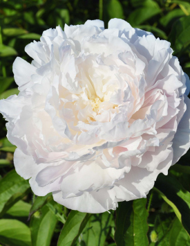Пион травянистый молочноцветковый 'Нэнси Нора', розовый