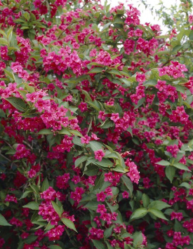 Вейгела цветущая 'Бристол Руби', красные цветы