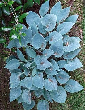 Хоста гибридная 'Блю Кадет', серовато-голубой лист, лиловые цветы