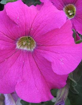 Петуния гибридная крупноцветковая 'Дримс Неон Роуз' (темно-розовая)