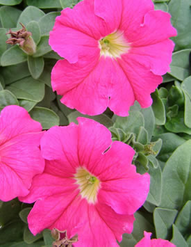 Петуния гибридная крупноцветковая 'Дримс Роуз' (розовая)