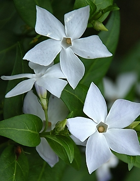 Барвинок малый Атропурпуреа, цветы белые