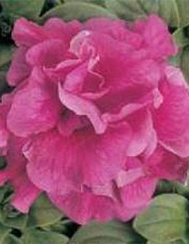 Петуния гибридная многоцветковая махровая 'Дуо Роуз' (темно-розовая)