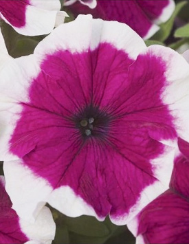 Петуния гибридная крупноцветковая 'Хулахуп Вельвет' (темно-розовая с каймой)