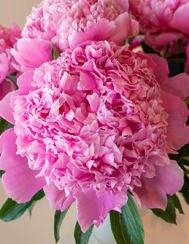 Пион травянистый молочноцветковый 'Месье Жюль Эли', розовый