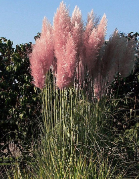 Кортадерия Селло (Пампасная трава), розовая