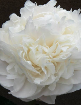 Пион травянистый молочноцветковый 'Мун Овер Баррингтон', белый