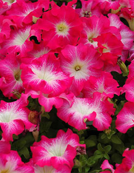 Петуния гибридная крупноцветковая 'Дримс Роуз Морн' (розовая с белым центром)