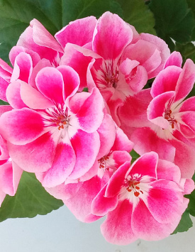 Пеларгония зональная махровая 'Спаниш Вайн Роуз' (розовая с глазком)