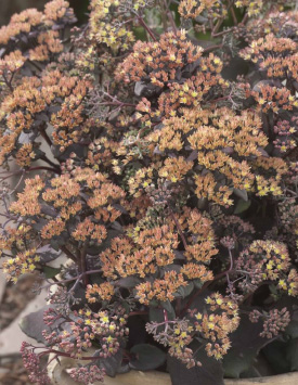 Седум (очиток) гибридный 'Йеллоу Зинокс', светло-желтый, темный лист